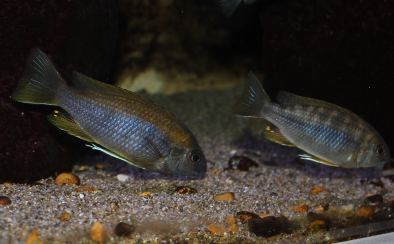 Gephyrochromis lawsi 'Londo'